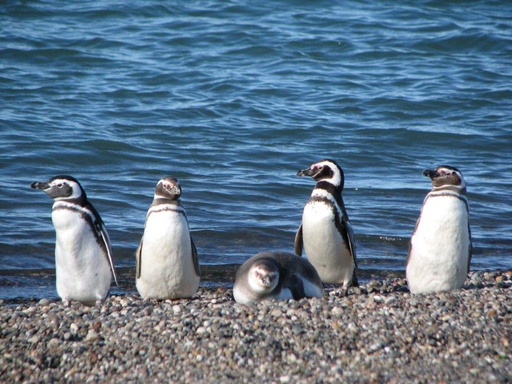 Avistaje de Pingüionos - Safari